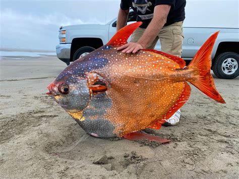 opah fish|Moonfish (Opah) .